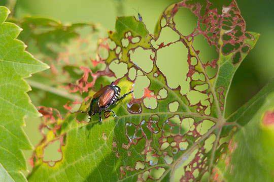 Dommages des adultes se nourrissant des feuilles