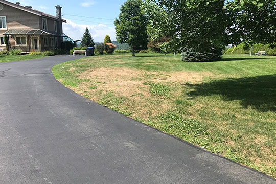 Dommages effectués par les larves des vers blancs